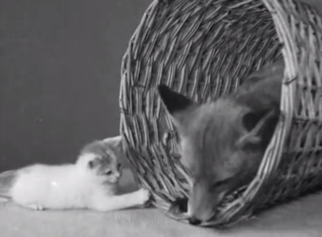 Kitten and Fox - fox in basket with kitten