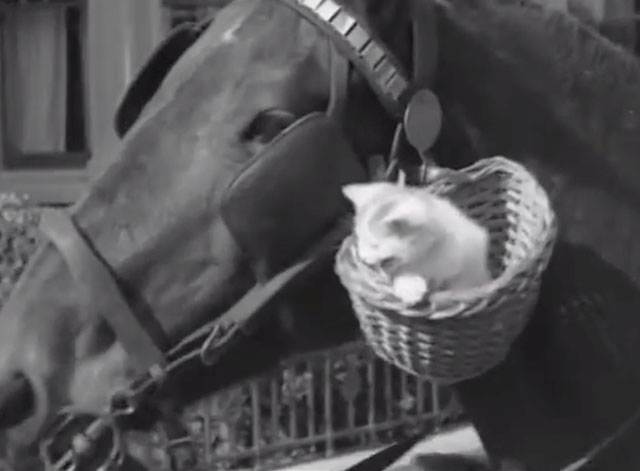 Kitten Goes for a Ride on a Horse - tabby kitten in basket on cart horse's bridle