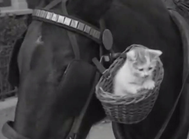 Kitten Goes for a Ride on a Horse - tabby kitten in basket on cart horse's bridle