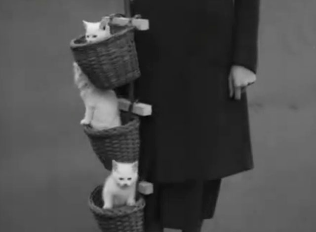Kittens in a Basket - three white Angora kittens in a basket