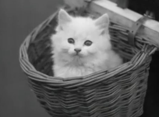 Kittens in a Basket - Angora kitten in a basket