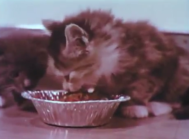 Kittens: Birth and Growth - calico and gray and white kitten eating meat