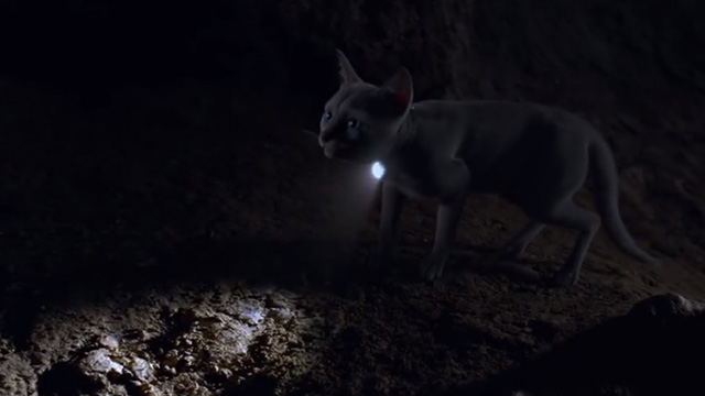 Kitten Witch - Freda gray kitten in dark cave