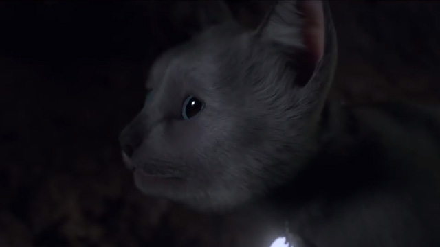 Kitten Witch - Freda gray kitten scared in dark cave