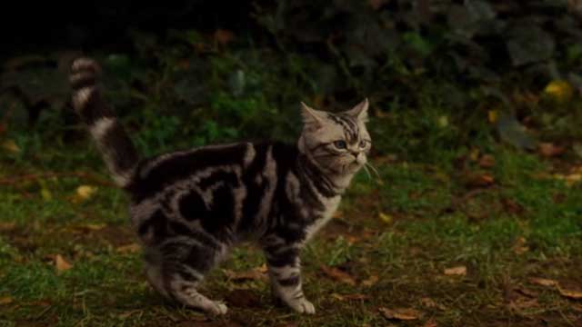 Kitty - grey Bengal tabby kitten wide shot