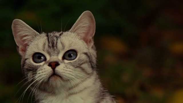 Kitty - grey Bengal tabby kitten close up
