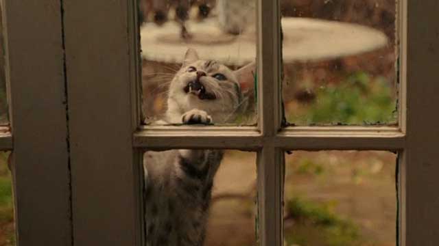 Kitty - grey Bengal tabby kitten meowing at window
