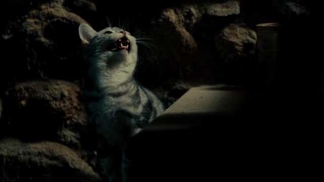 Kitty - grey Bengal tabby kitten on stairs