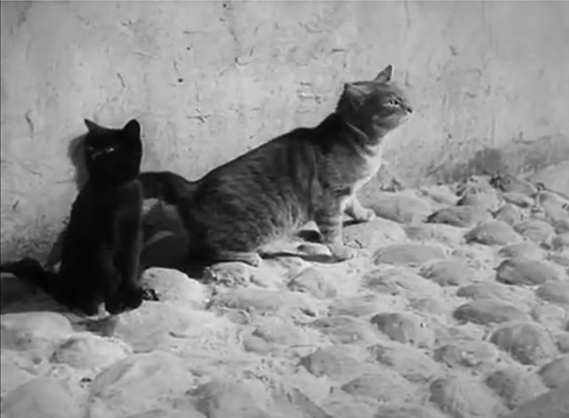 Der Kleine Muck - black and tabby cat on cobblestone street