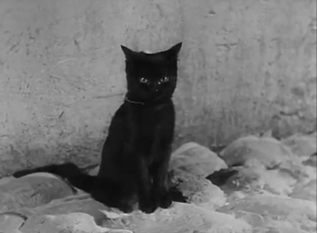 Der Kleine Muck - black cat on cobblestone street