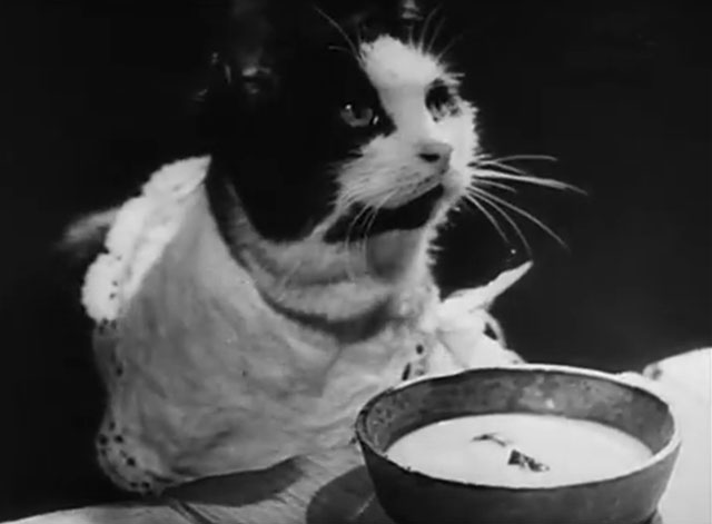 Der Kleine Muck - tuxedo cat wearing bib at table