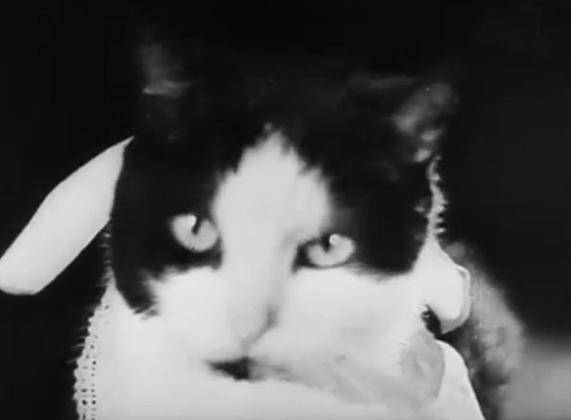 Der Kleine Muck - tuxedo cat wearing bib