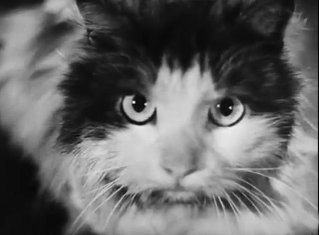 Der Kleine Muck - rugged longhair tuxedo cat close up