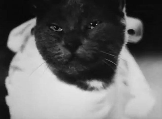 Der Kleine Muck - gray cat wearing bib close up