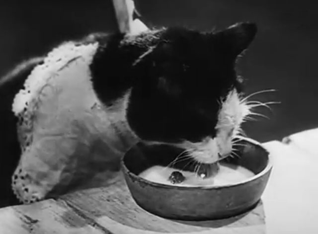Der Kleine Muck - tuxedo cat drinking milk from bowl while wearing bib