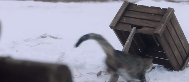 Knuckleball - torbie cat running under box trap