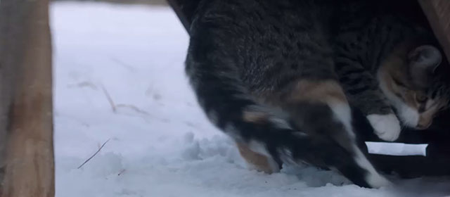 Knuckleball - torbie cat running under box trap