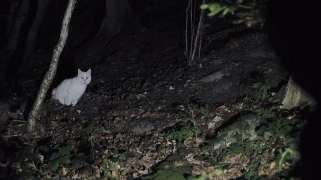 Koko-Di Koko-Da - white cat in dark woods