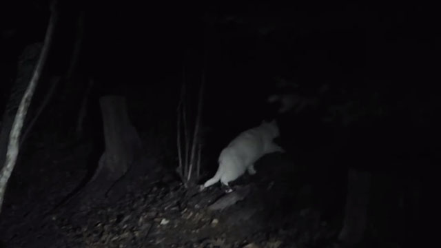 Koko-Di Koko-Da - white cat walking away in dark woods