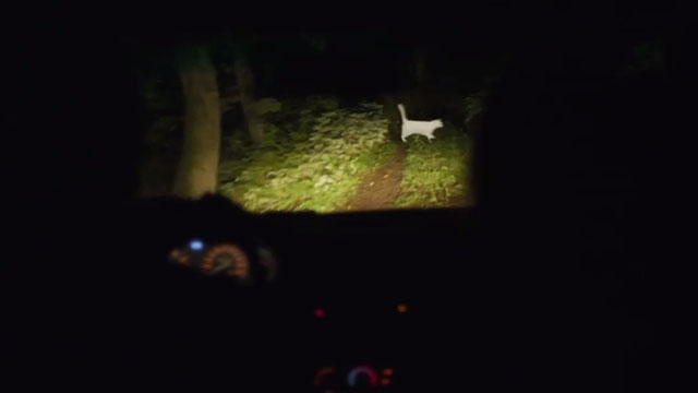 Koko-Di Koko-Da - white cat crossing road in front of car in dark woods