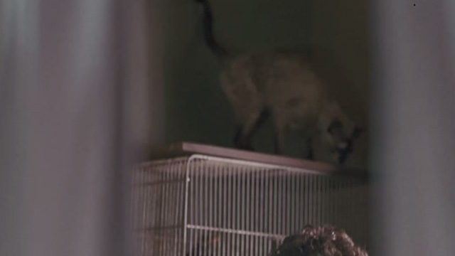 Kolya - speckled cat on mynah bird cage