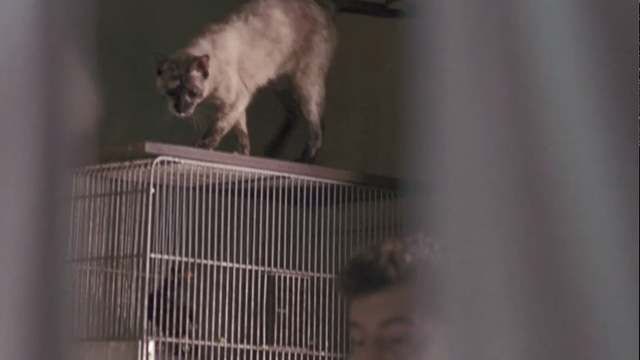 Kolya - speckled cat on mynah bird cage