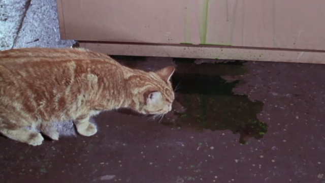 Konga - ginger cat Tabby licking up spilled formula from floor