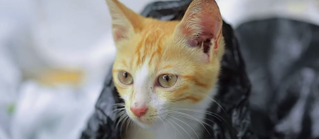 Koodu - close up of orange and white tabby kitten Mitti coming out of garbage bag