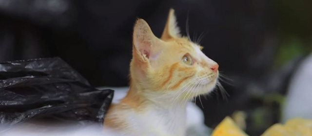Koodu - orange and white tabby kitten Mitti looking up