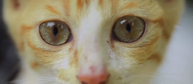 Koodu - extreme close up of orange and white tabby kitten Mitti