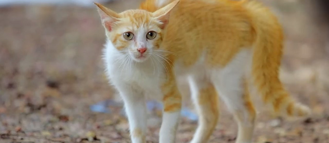 Koodu - orange and white tabby kitten Mitti arching back