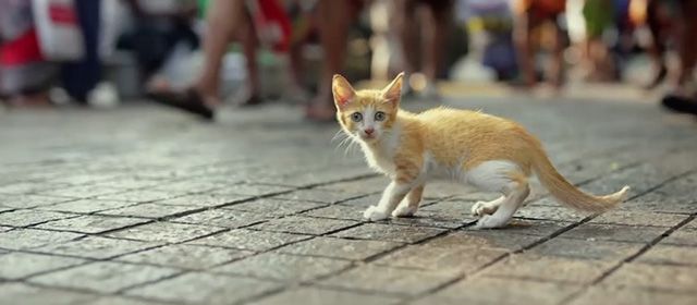 Koodu - orange and white tabby kitten Mitti on busy street