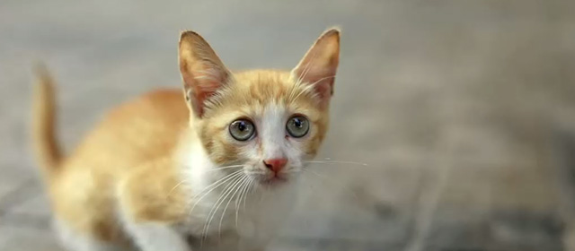 Koodu - orange and white tabby kitten Mitti