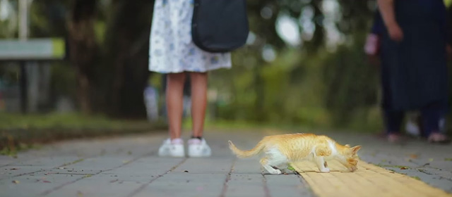 Koodu - orange and white tabby kitten Mitti on sidewalk