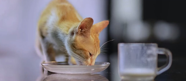 Koodu - orange and white tabby kitten Mitti eating from saucer
