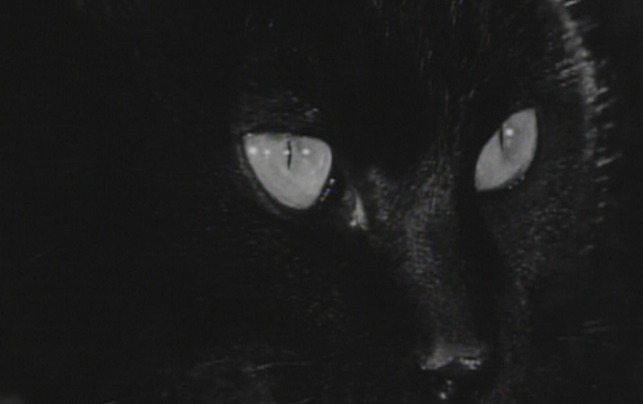 Kuroneko - close up of black cat