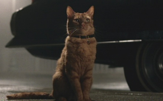 The Ladykillers cat, Pickles