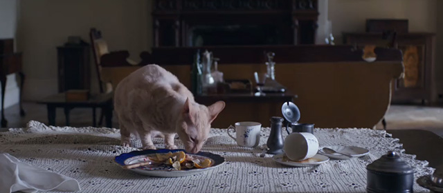 Lady Macbeth - ginger Cornish Rex cat eating from a plate on a table