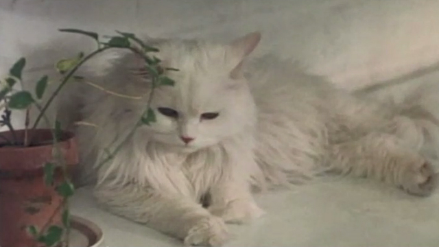The Landlord - long-haired white cat lying on table