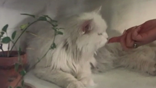 The Landlord - long-haired white cat lying on table sniffing at finger