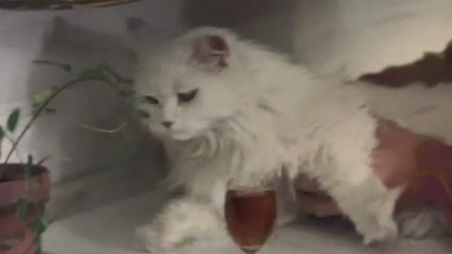 The Landlord - long-haired white cat being picked up from table