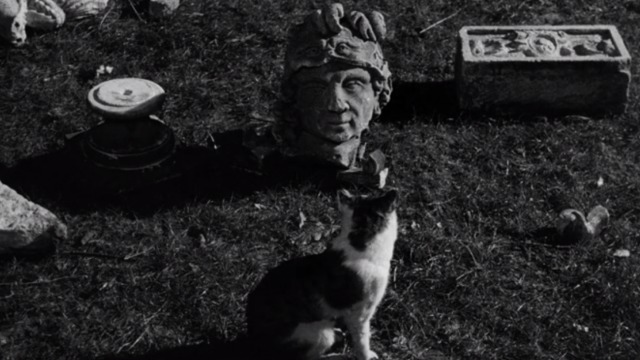 La Notte - cat staring at head of statue
