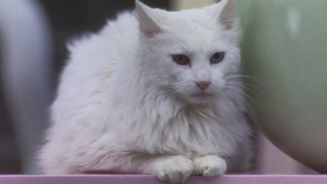 L.A. Story - long-haired white cat with one gold and one blue eye