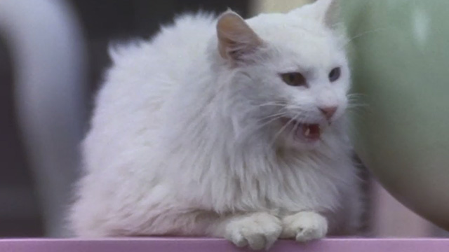 L.A. Story - long-haired white cat with one gold and one blue eye