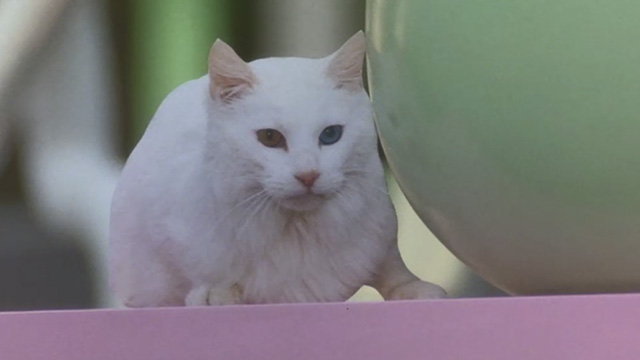 L.A. Story - short-haired white cat with one gold and one blue eye