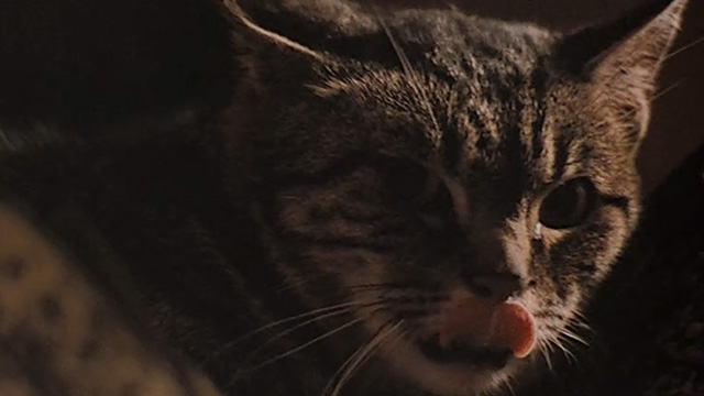 Last Tango in Paris - extreme close up of Bengal tabby cat with tongue out