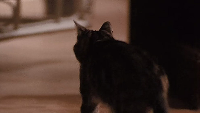 Last Tango in Paris - Bengal tabby cat going out through doorway