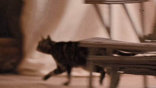 Last Tango in Paris - Bengal tabby cat approaching chair