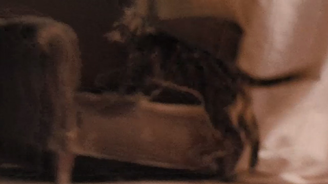 Last Tango in Paris - Bengal tabby cat jumping up on chair