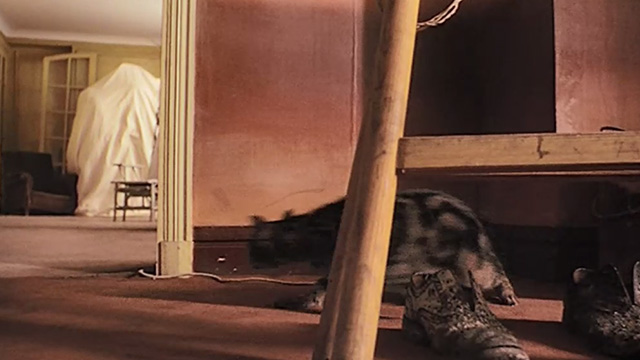 Last Tango in Paris - Bengal tabby cat moving away from chairs and shoes